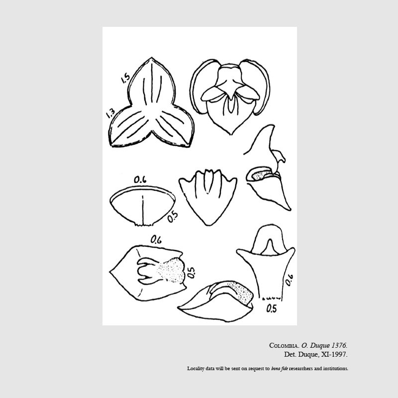 Stelis stapedia